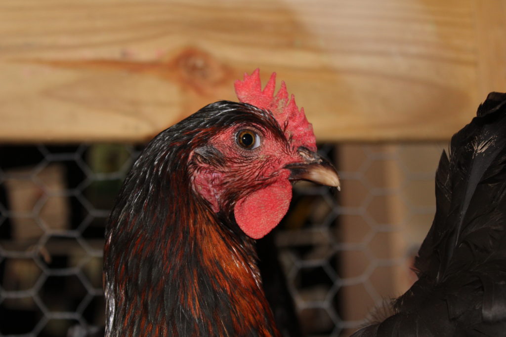 4-H Pullet at show