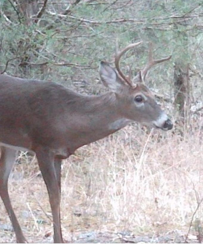 white-tailed deer 